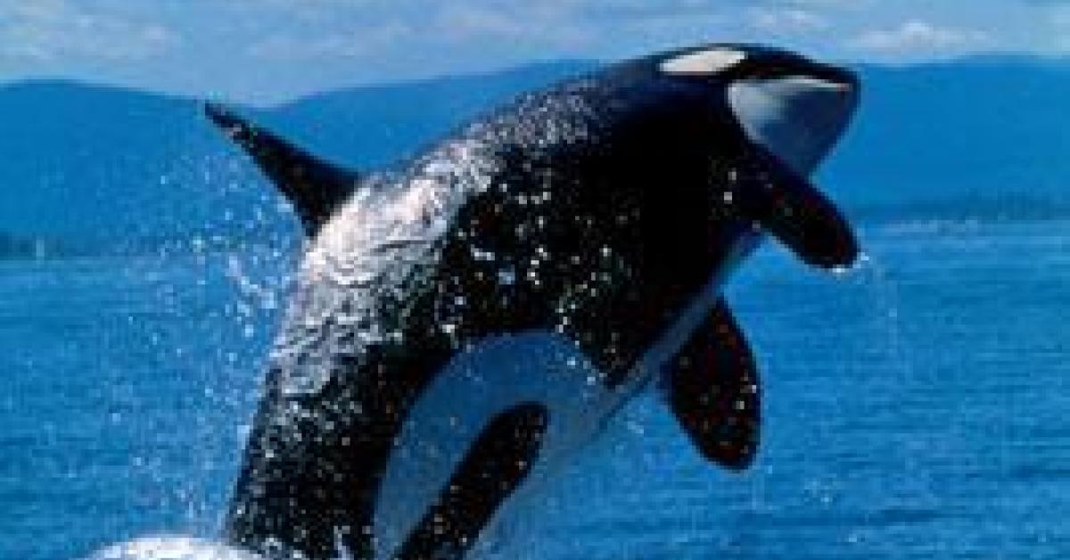 Court ruling compels Ottawa to protect killer-whale habitat